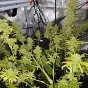 Hindu Kush Ups