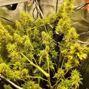 Hindu Kush Ups