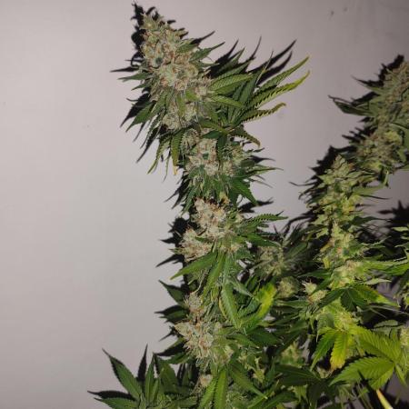 Las Morras (bio organic)