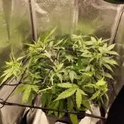 Titanic (40x40 ScrOG)