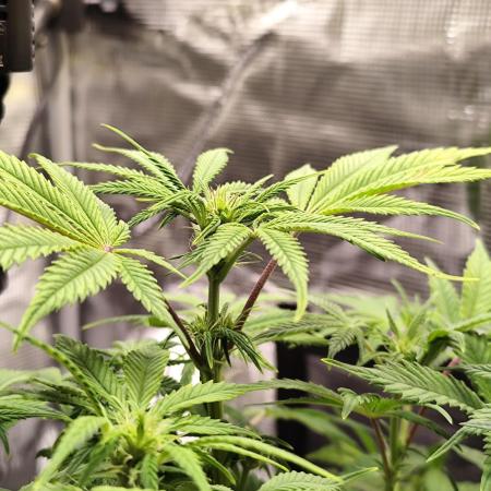 Strawberry Banana Auto (First grow)