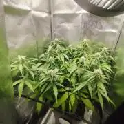 Titanic (40x40 ScrOG)