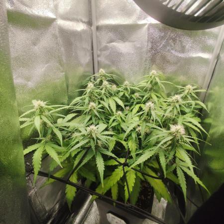 Titanic (40x40 ScrOG)