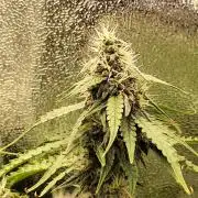 Titanic (40x40 ScrOG)