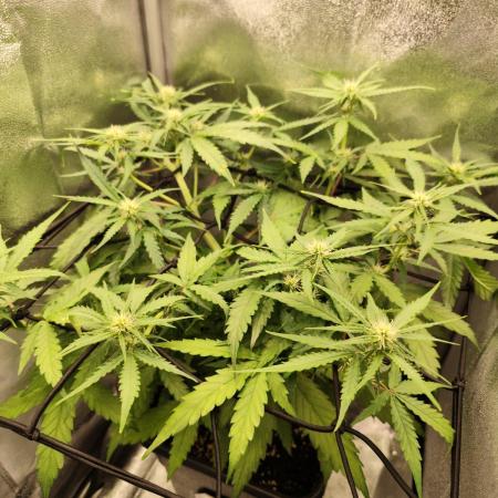 Titanic (40x40 ScrOG)