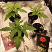 Hindu Kush Ups