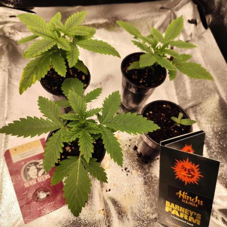 Hindu Kush Ups