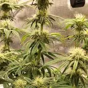 Strawberry Banana Auto (First grow)