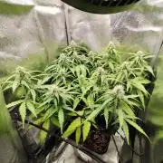 Titanic (40x40 ScrOG)