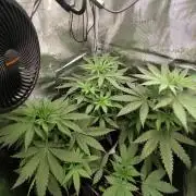 Hindu Kush Ups