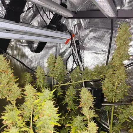 Hindu Kush Ups