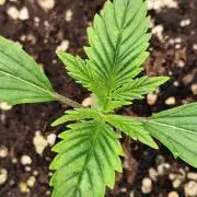 Strawberry Banana Auto (First grow)