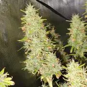 Hindu Kush Ups