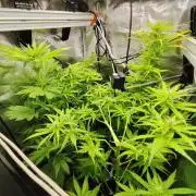 Hindu Kush Ups