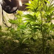 Hindu Kush Ups