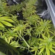 Hindu Kush Ups