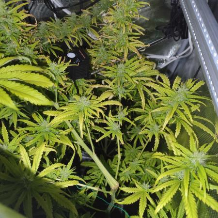Hindu Kush Ups