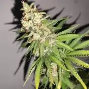 Las Morras (bio organic)