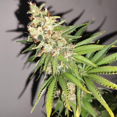 Las Morras (bio organic)
