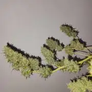 Hindu Kush Ups