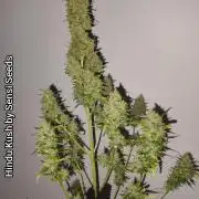 Hindu Kush Ups