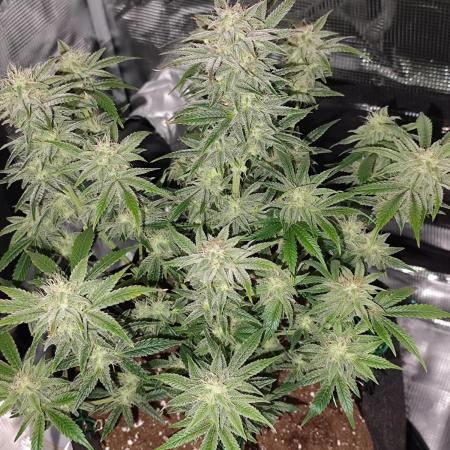 Strawberry Banana Auto (First grow)