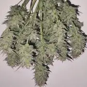 Organic Strawberry Banana Auto (1st)