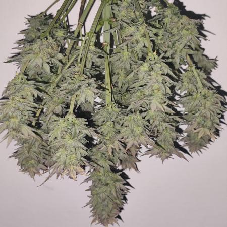 Organic Strawberry Banana Auto (1st)