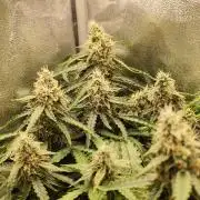 Titanic (40x40 ScrOG)