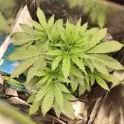 Hindu Kush Ups