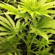 Hindu Kush Ups