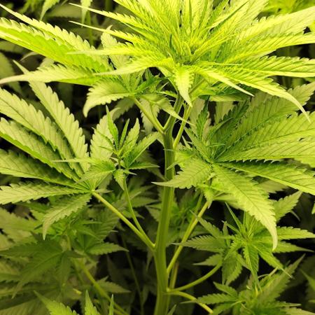 Hindu Kush Ups