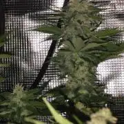 Las Morras (bio organic)