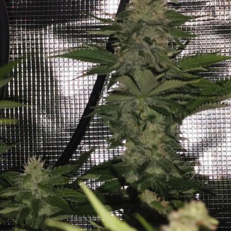 Las Morras (bio organic)