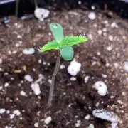 Stealth. Attempt №2