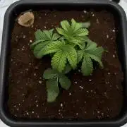 Leave me alone! Round #2 CIP Kush