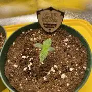 Leave me alone! Round #2 CIP Kush
