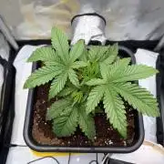 Leave me alone! Round #2 CIP Kush