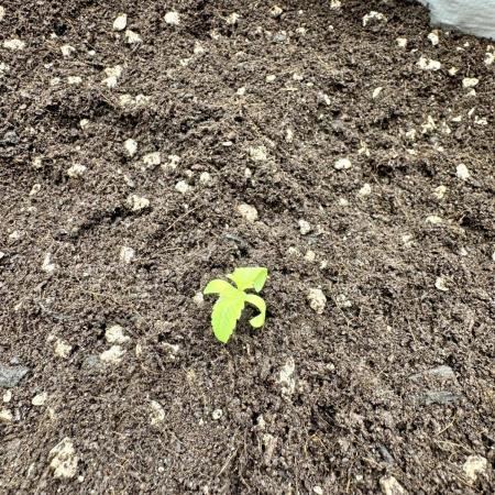 Cherry Strudel Living Soil grow