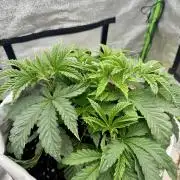 Cherry Strudel Living Soil grow