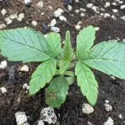 Cherry Strudel Living Soil grow