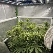 Cherry Strudel Living Soil grow