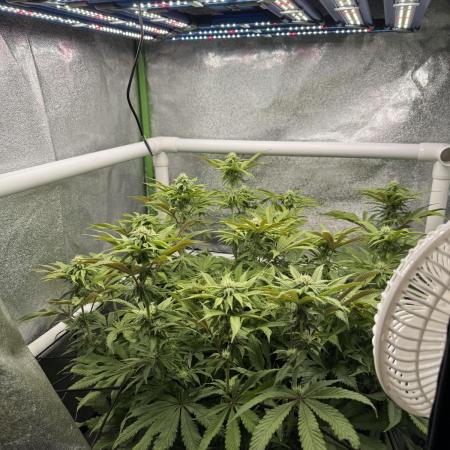 Cherry Strudel Living Soil grow
