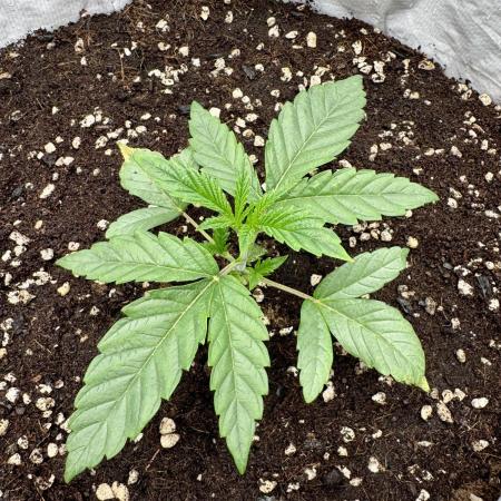 Cherry Strudel Living Soil grow