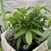 Cherry Strudel Living Soil grow