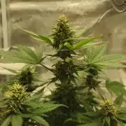 Auto Purple + Zamnezia NL late flower