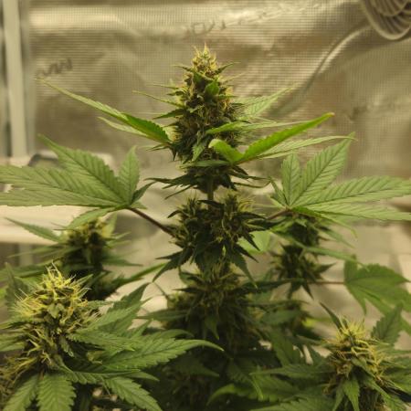 Auto Purple + Zamnezia NL late flower
