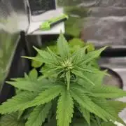 Auto Purple + Zamnezia NL late flower