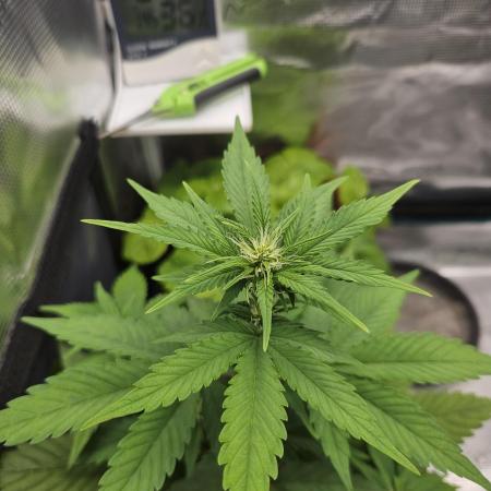 Auto Purple + Zamnezia NL late flower