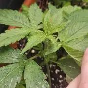 Auto Purple + Zamnezia NL late flower